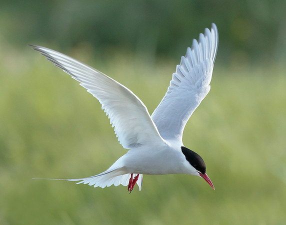 Arctic Tern Sterna paradisaea