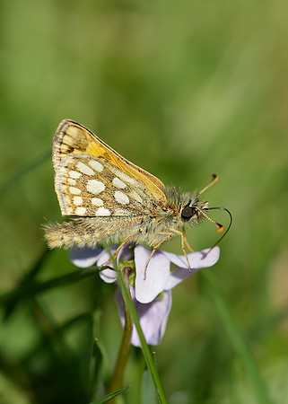Chequered Skipper Carterocephalus palaemon