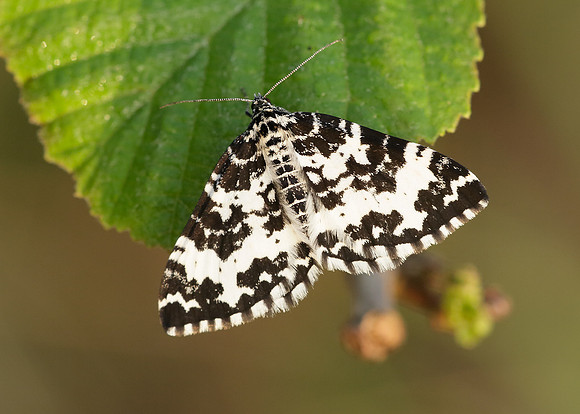 70.120 BF1787 Argent & Sable Rheumaptera hastata hastata