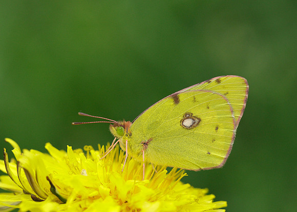 Clouded Yellow Colias croceus