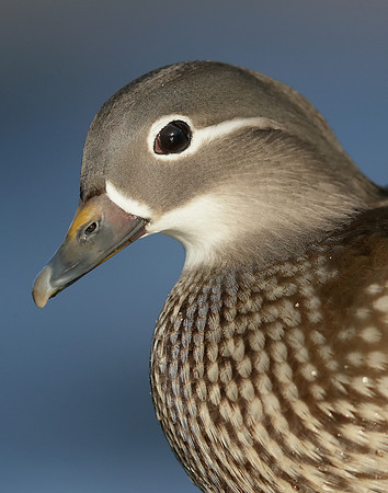 Mandarin Aix galericulata