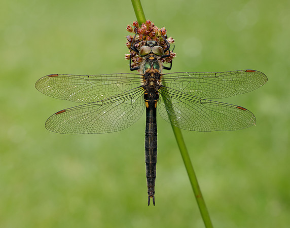 Northern Emerald Somatochlora arctica