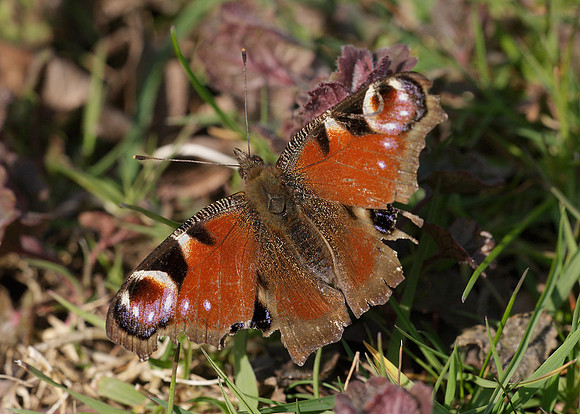 Peacock Inachis io