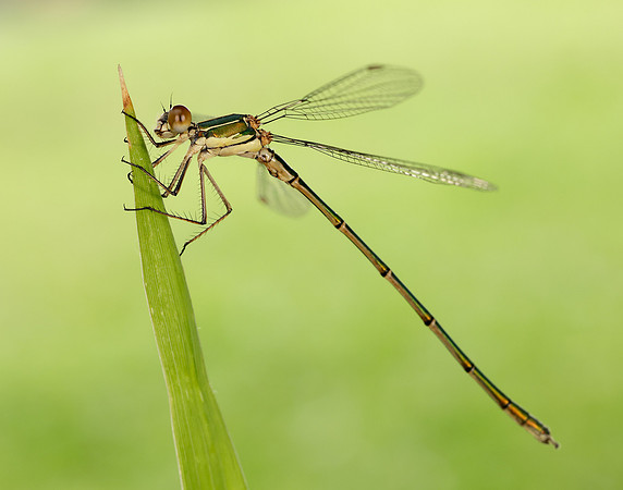 Willow Emerald Chalcolestes viridis