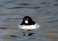 Goldeneye Bucephala clangula
