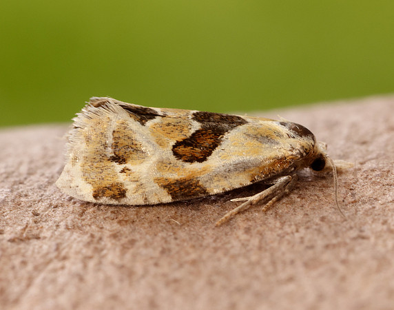 49.128 BF946 Aethes rubigana