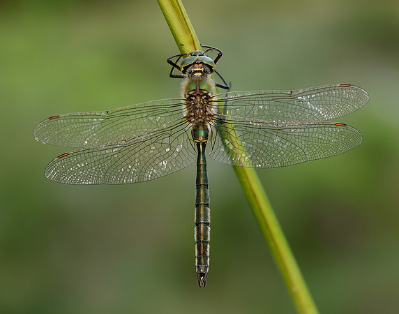 Brilliant Emerald Somatochlora metallica
