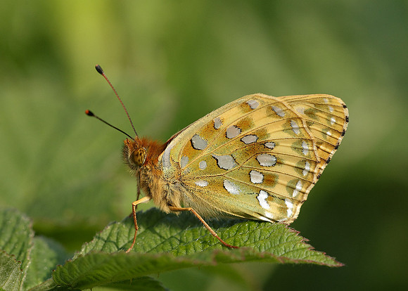 Dark Green fritillary Argynnis aglaja