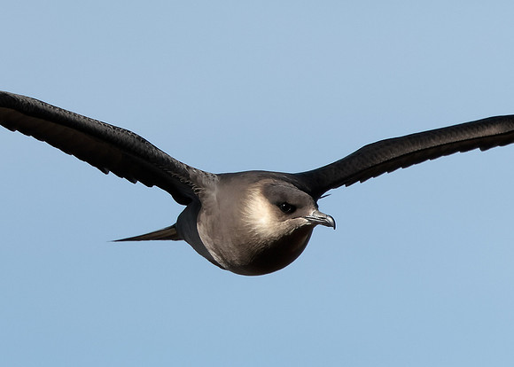 Arctic Skua Stercorarius parasiticus