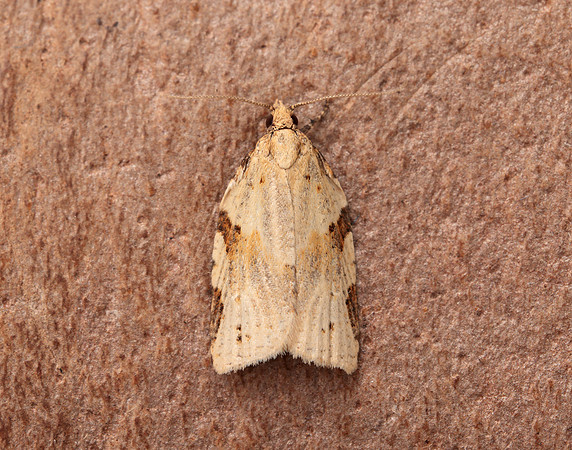 49.037 BF993 Cyclamen Tortrix Clepsis spectrana