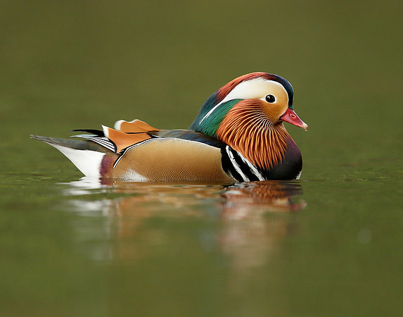 Mandarin Aix galericulata