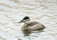 Ruddy Duck Oxyura jamaicensis