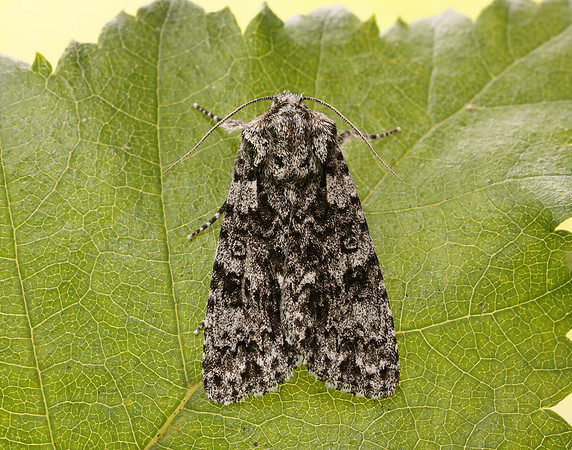 73.045 BF2289 Knot Grass Acronicta rumicis