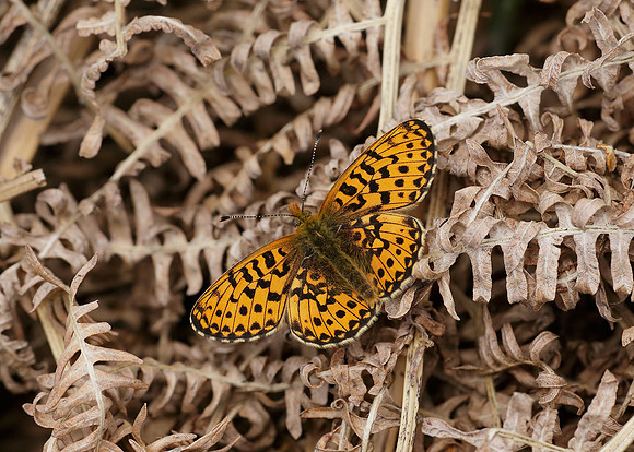 Pearl-Bordered Fritillary Boloria euphrosyne