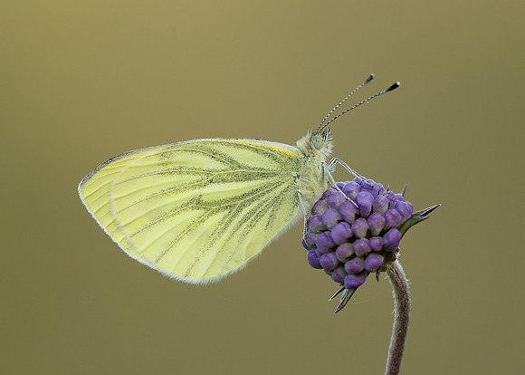 Green-veined White Pieris napi