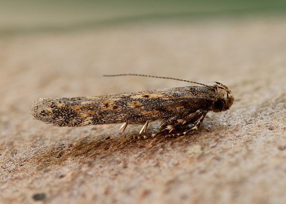 35.118 BF814 Beet Moth Scrobipalpa ocellatella