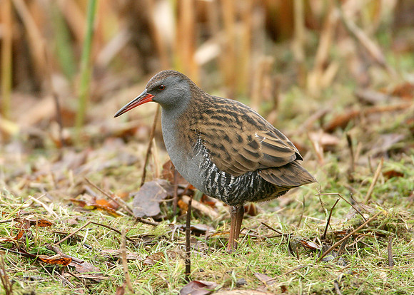 Water Rail Rallus aquaticus