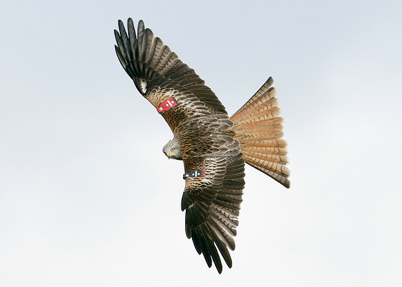 Red Kite Milvus milvus