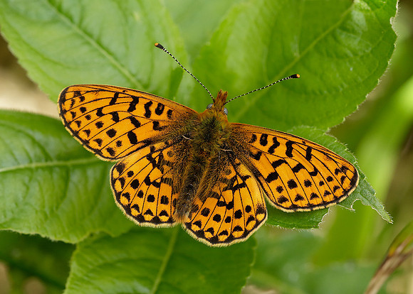 Pearl-Bordered Fritillary Boloria euphrosyne
