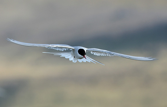 Arctic Tern Sterna paradisaea