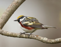 Chestnut-sided Warbler Setophaga pensylvanica