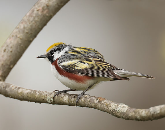 Chestnut-sided Warbler Setophaga pensylvanica
