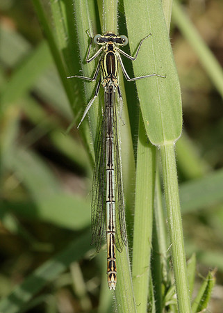 White-legged Damselfly Platycnemis pennipes