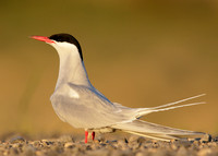 Arctic Tern Sterna paradisaea