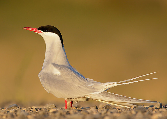 Arctic Tern Sterna paradisaea