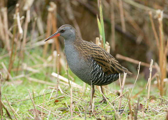 Water Rail Rallus aquaticus