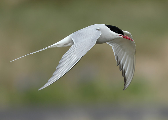 Arctic Tern Sterna paradisaea