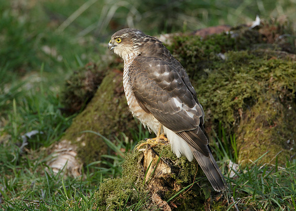 Sparrowhawk Accipiter nisus