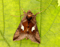 73.018 BF2444 Gold Spangle Autographa bractea