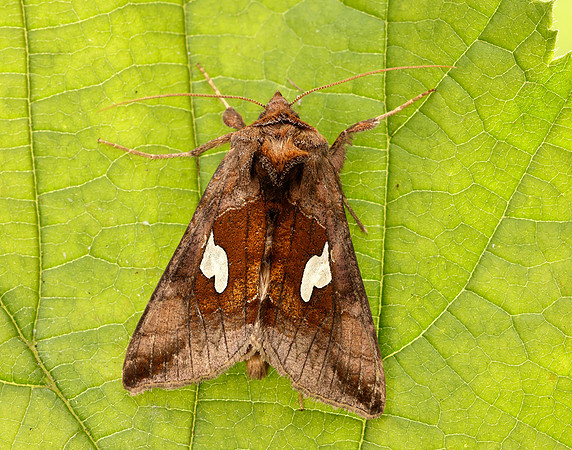 73.018 BF2444 Gold Spangle Autographa bractea