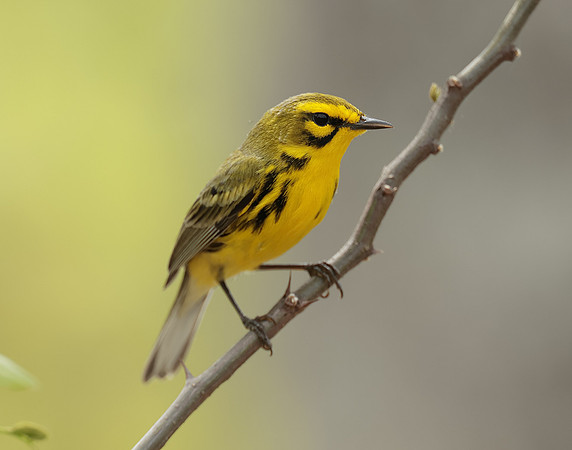 Prairie Warbler Setophaga discolor