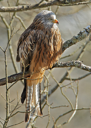 Red Kite Milvus milvus