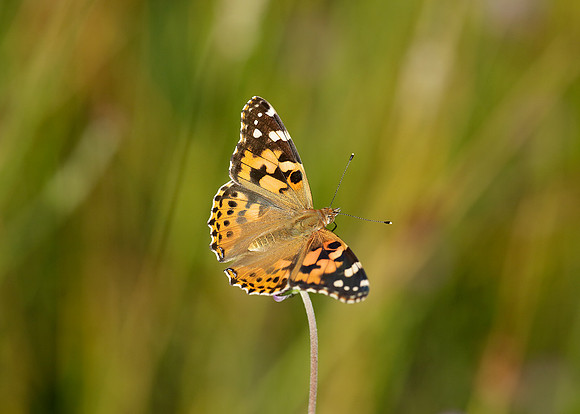 Painted Lady Vanessa cardui