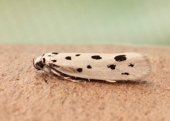 33.001 BF718 Ethmia dodecea