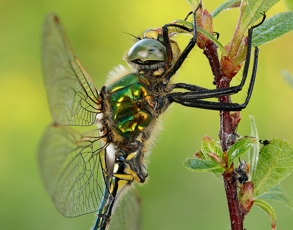 Brilliant Emerald Somatochlora metallica