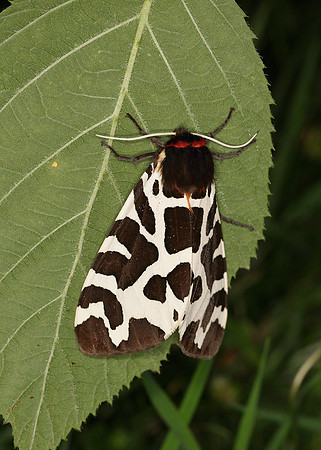 72.026 BF2057 Garden Tiger Arctia caja