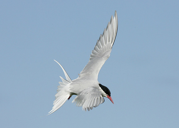 Arctic Tern Sterna paradisaea