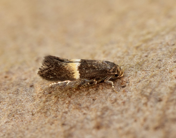 38.018 BF623 Elachista bisulcella