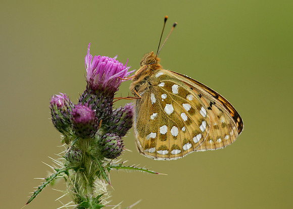 Dark Green Fritillary Argynnis aglaja