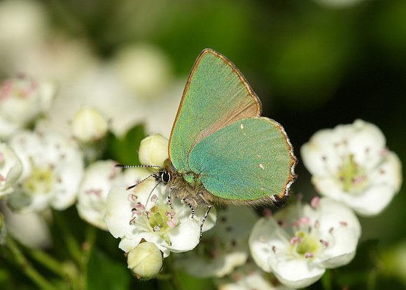 Green Hairstreak Callophrys rubi