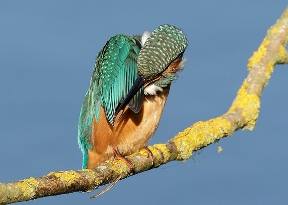 Kingfisher Alcedo atthis