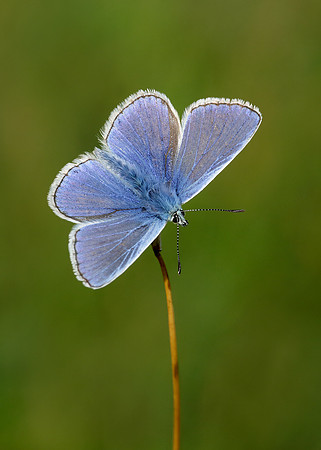 Common Blue Polyommatus icarus