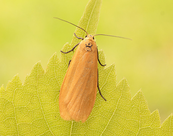 72.049 BF2043 Orange Footman Eilema sororcula