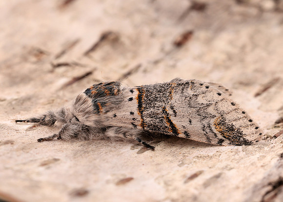 71.007 BF1998 Poplar Kitten Furcula bifida