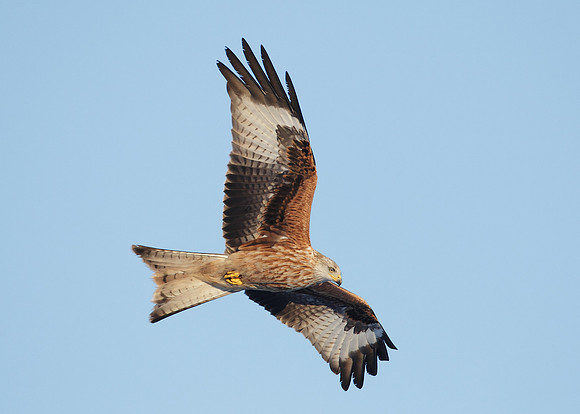 Red Kite Milvus milvus