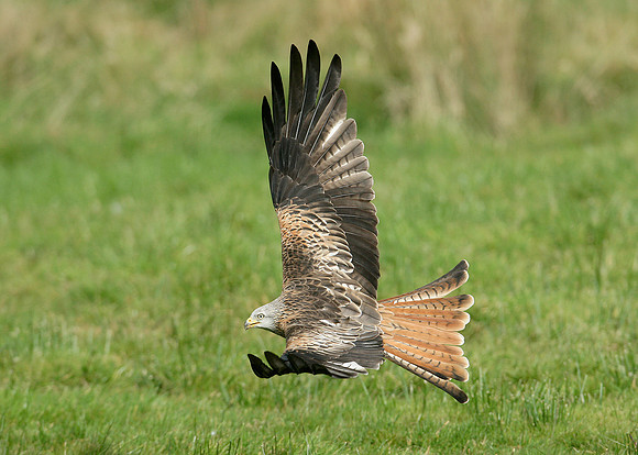 Red Kite Milvus milvus